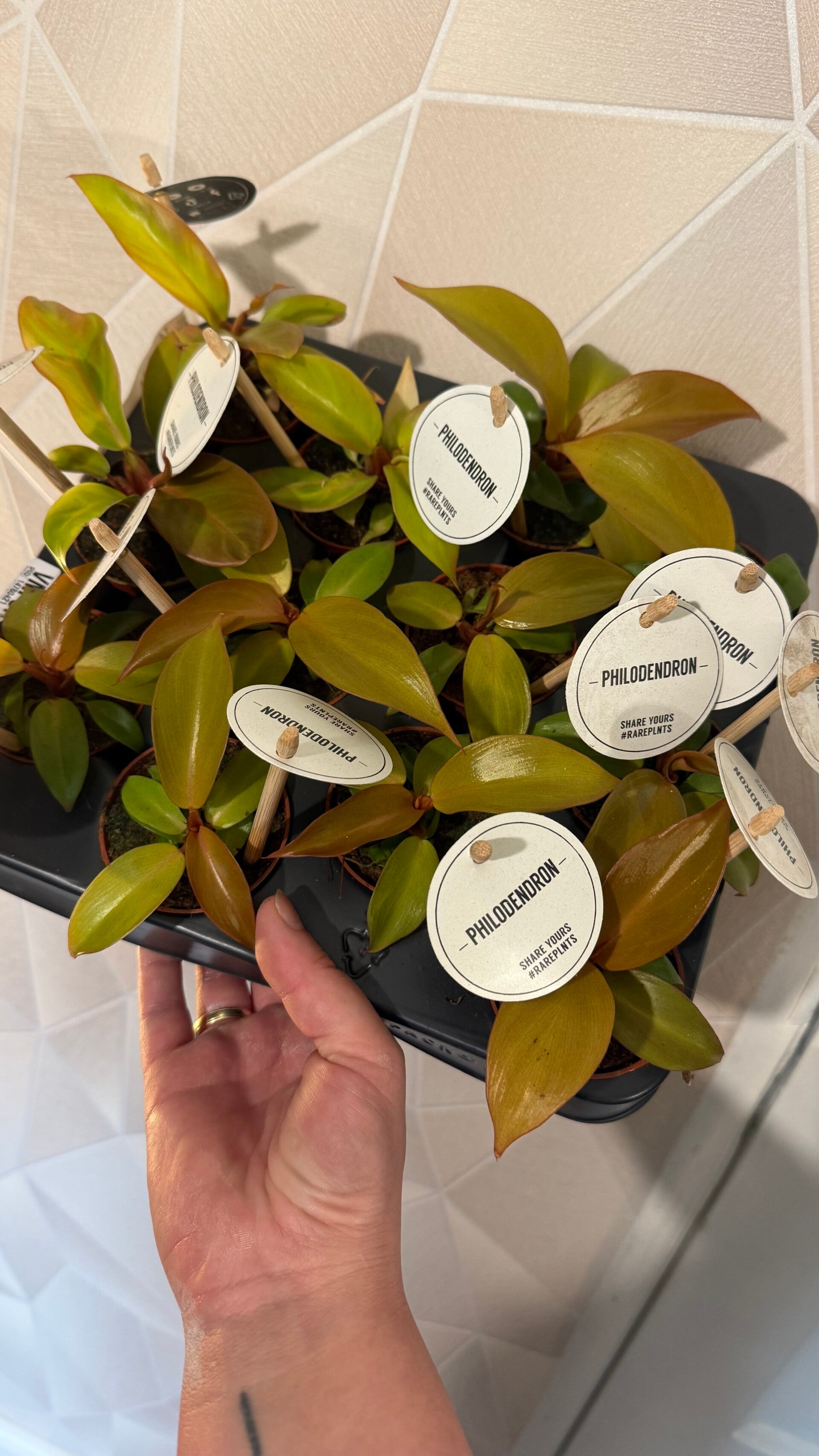 Philodendron Prince of Orange