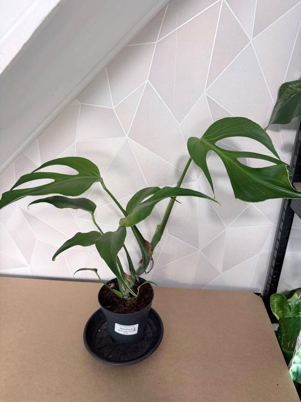 Monstera Burle Marx Flame 2 lelijke bladeren