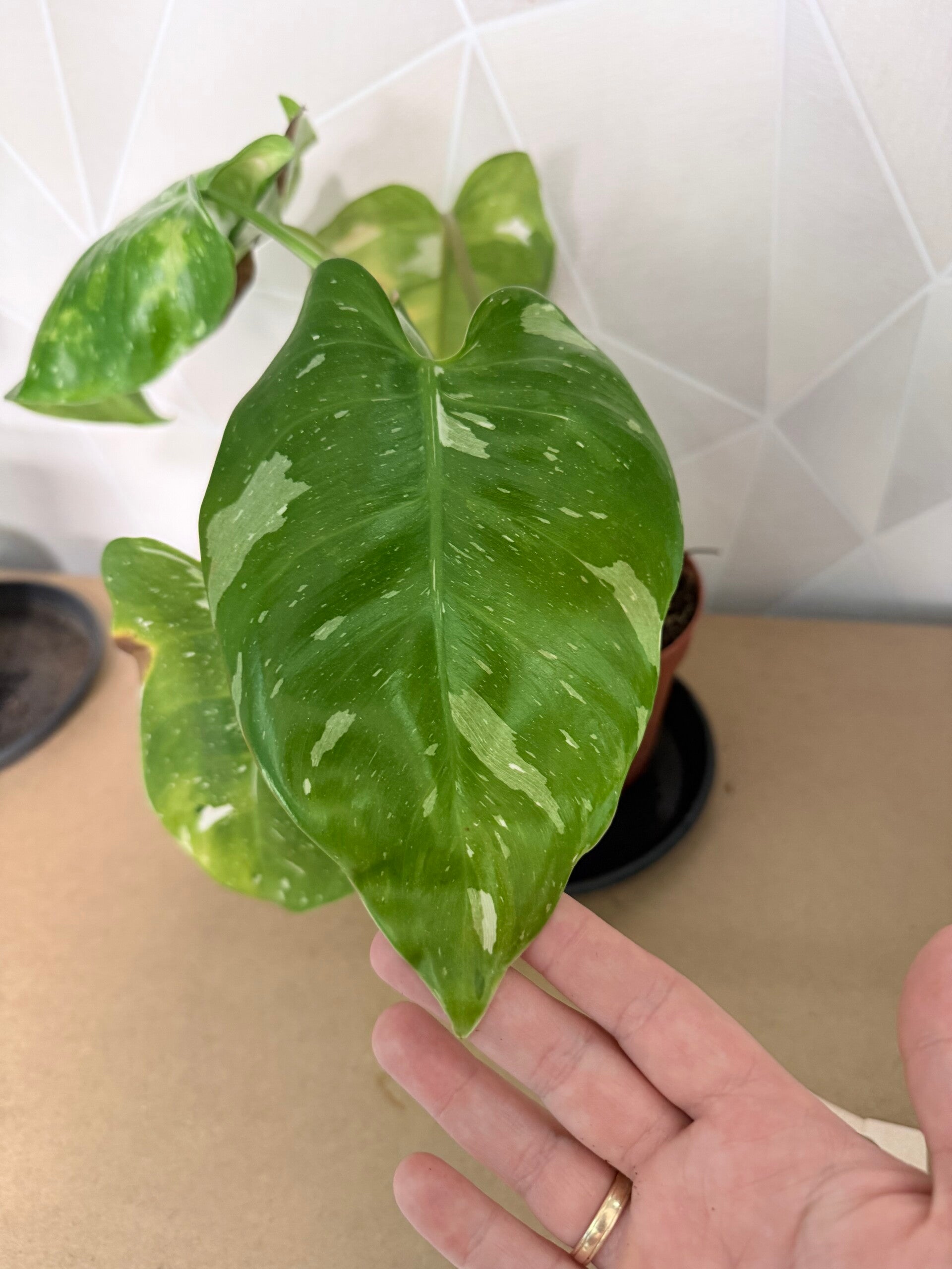 Philodendron Fresh Aurea 2