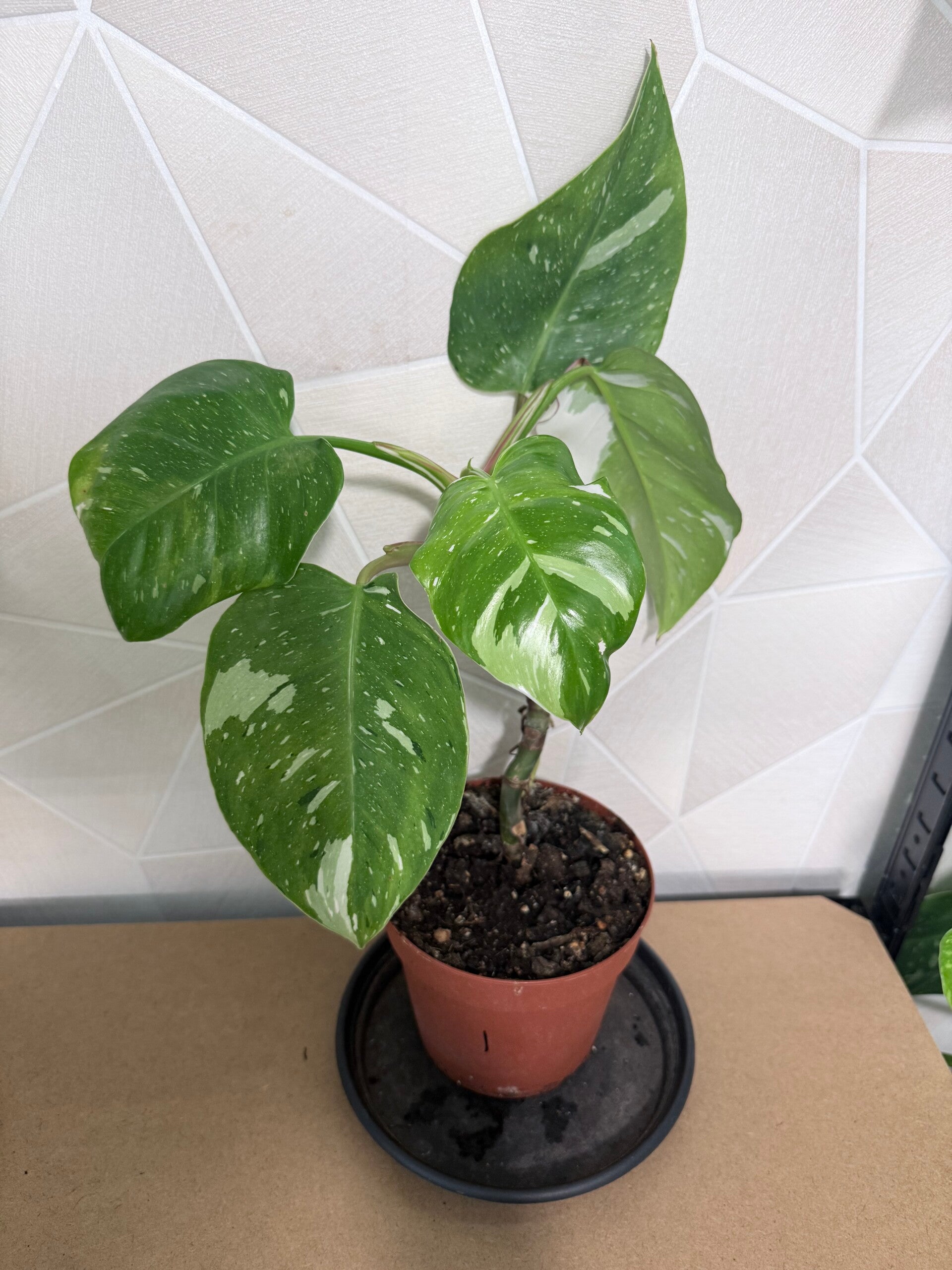 Philodendron Fresh Aurea 1