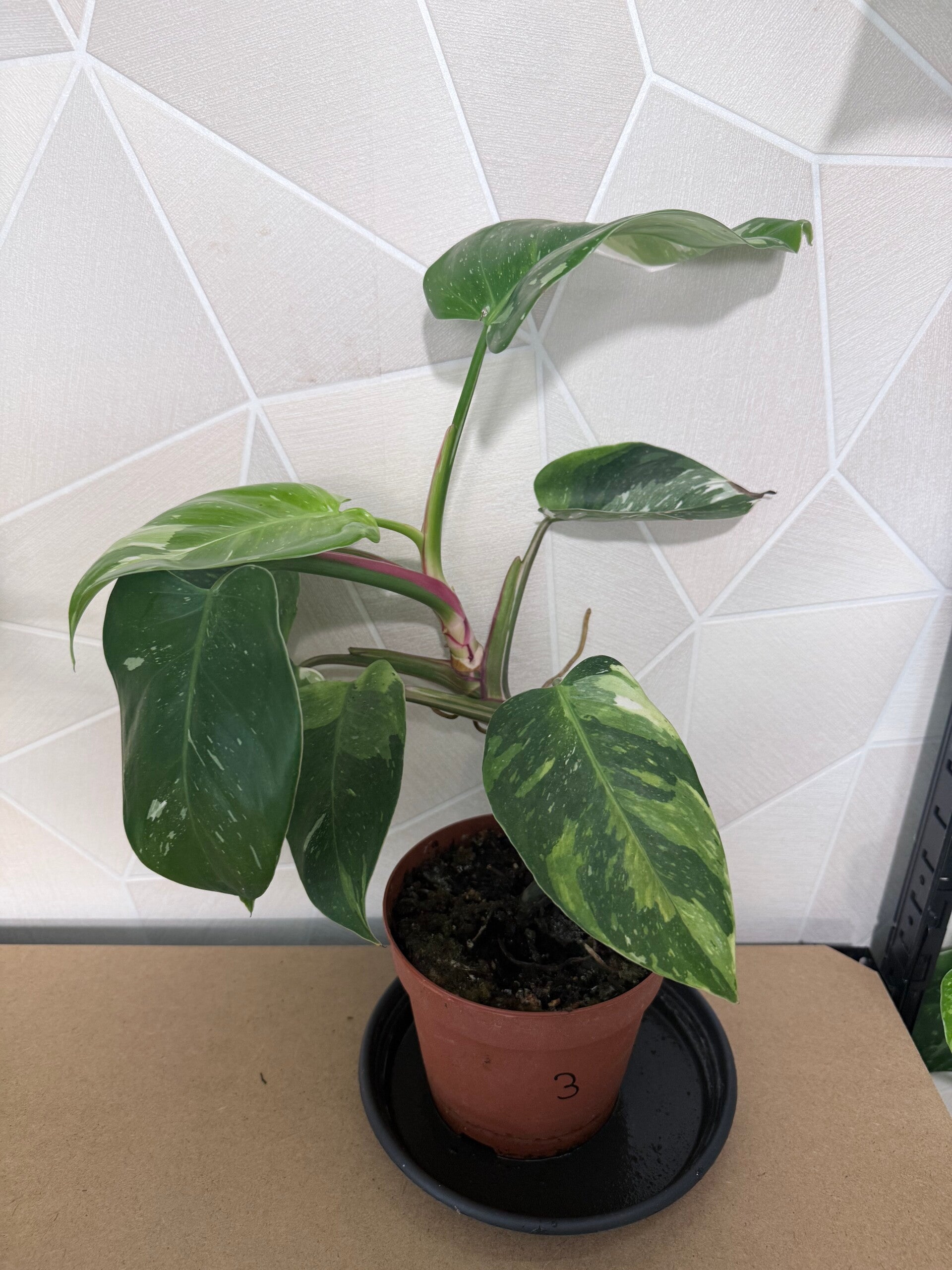 Philodendron Fresh Aurea 3