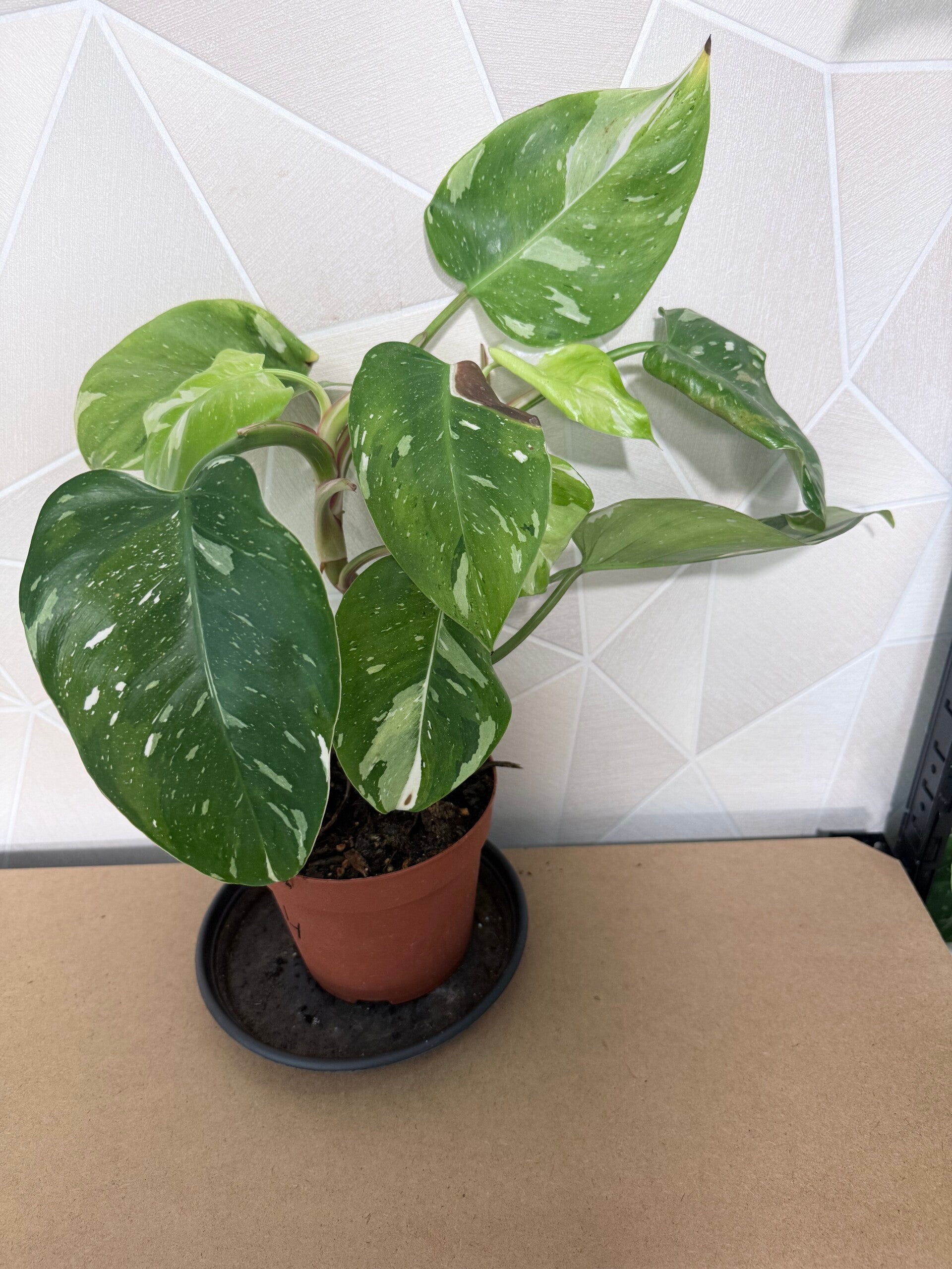 Philodendron Fresh Aurea 4