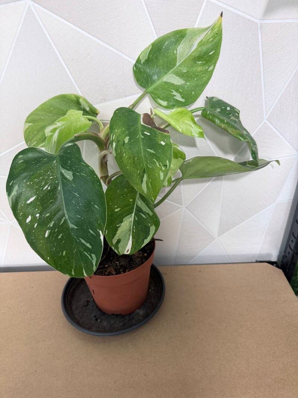 Philodendron Fresh Aurea 4