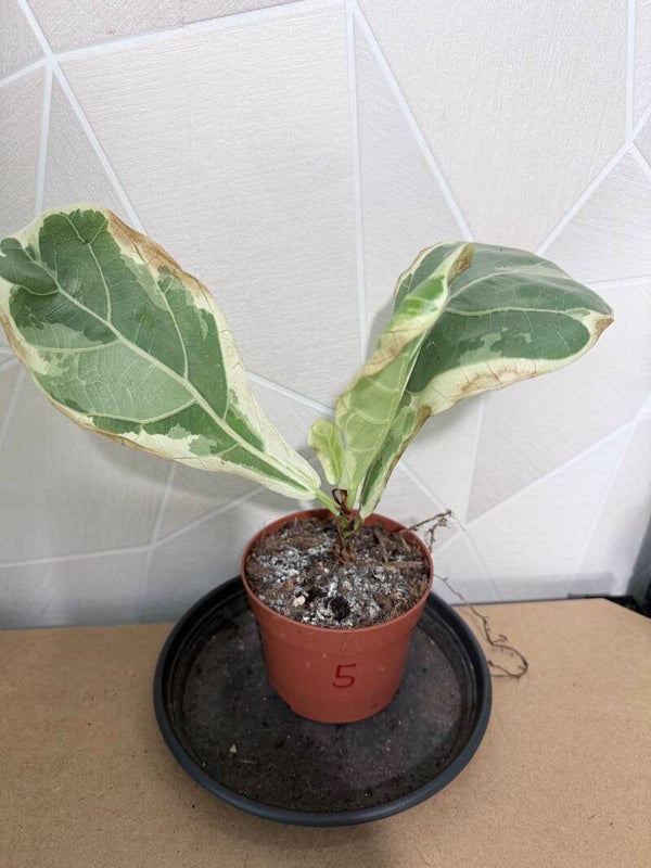 Ficus Lyrata Variegata 5