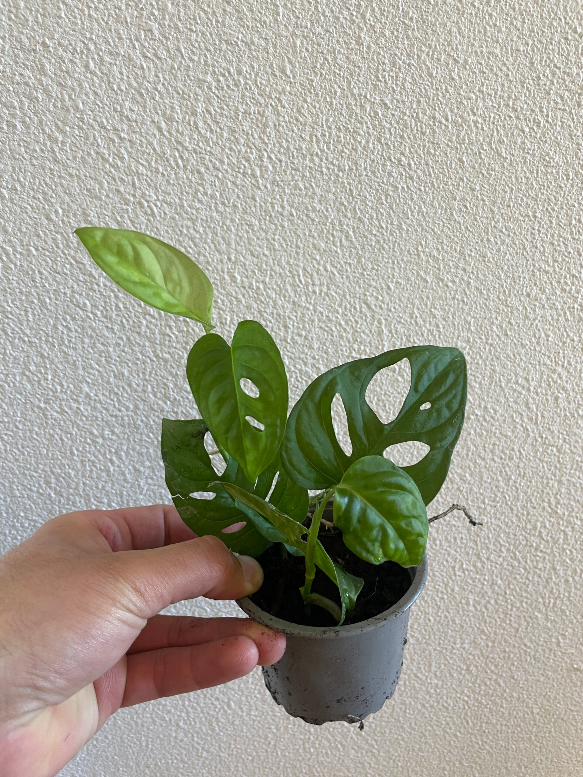 Monstera Monkey Mask stekje