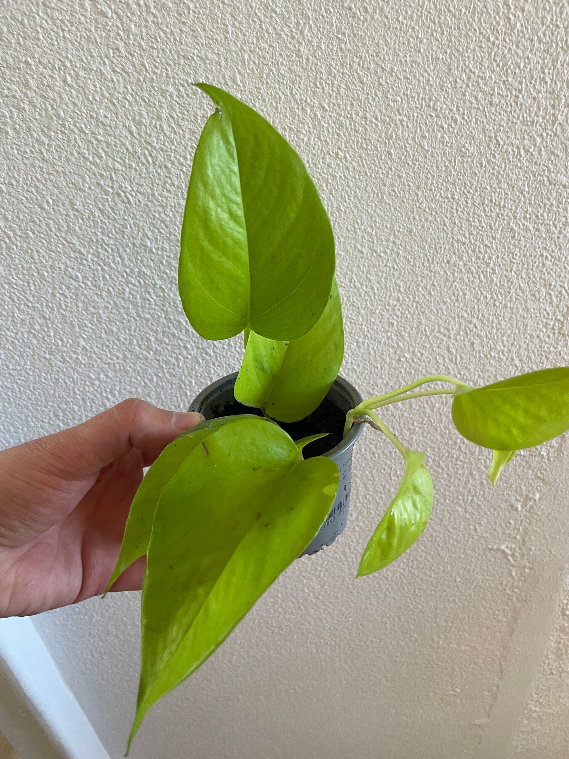 Philodendron neon stekje