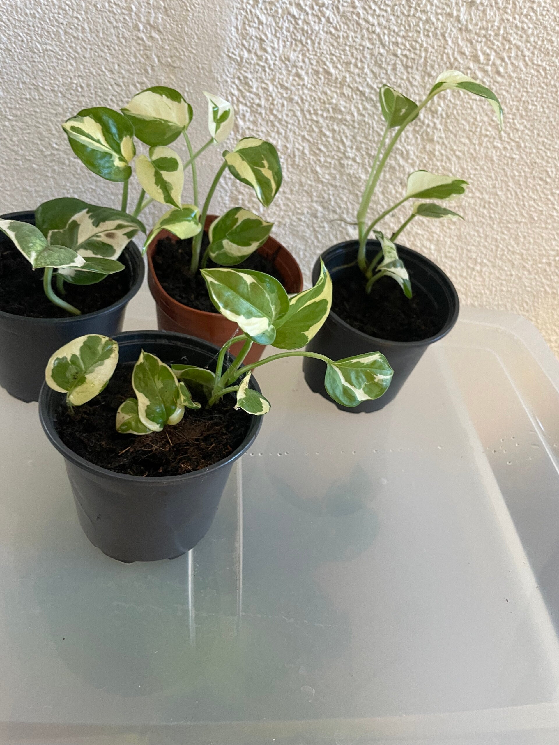 Epipremnum N'joy stekje