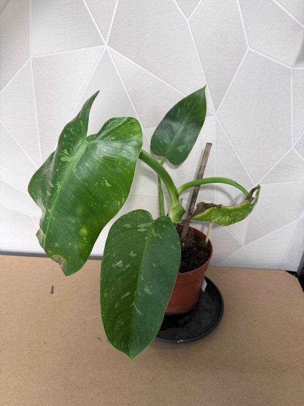 Philodendron Jose Bueno Variagata 3