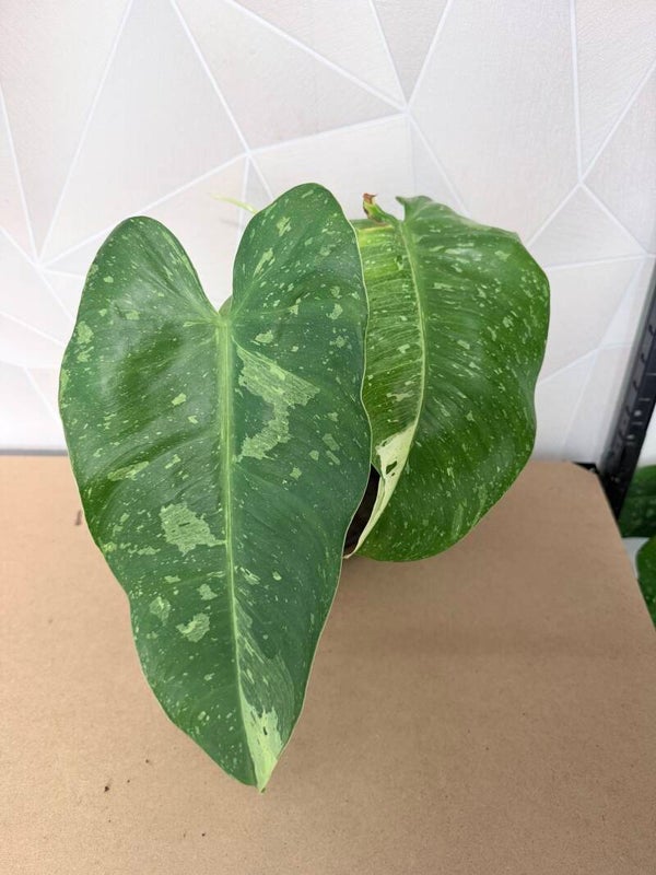 Philodendron Jose Bueno Variagata 2
