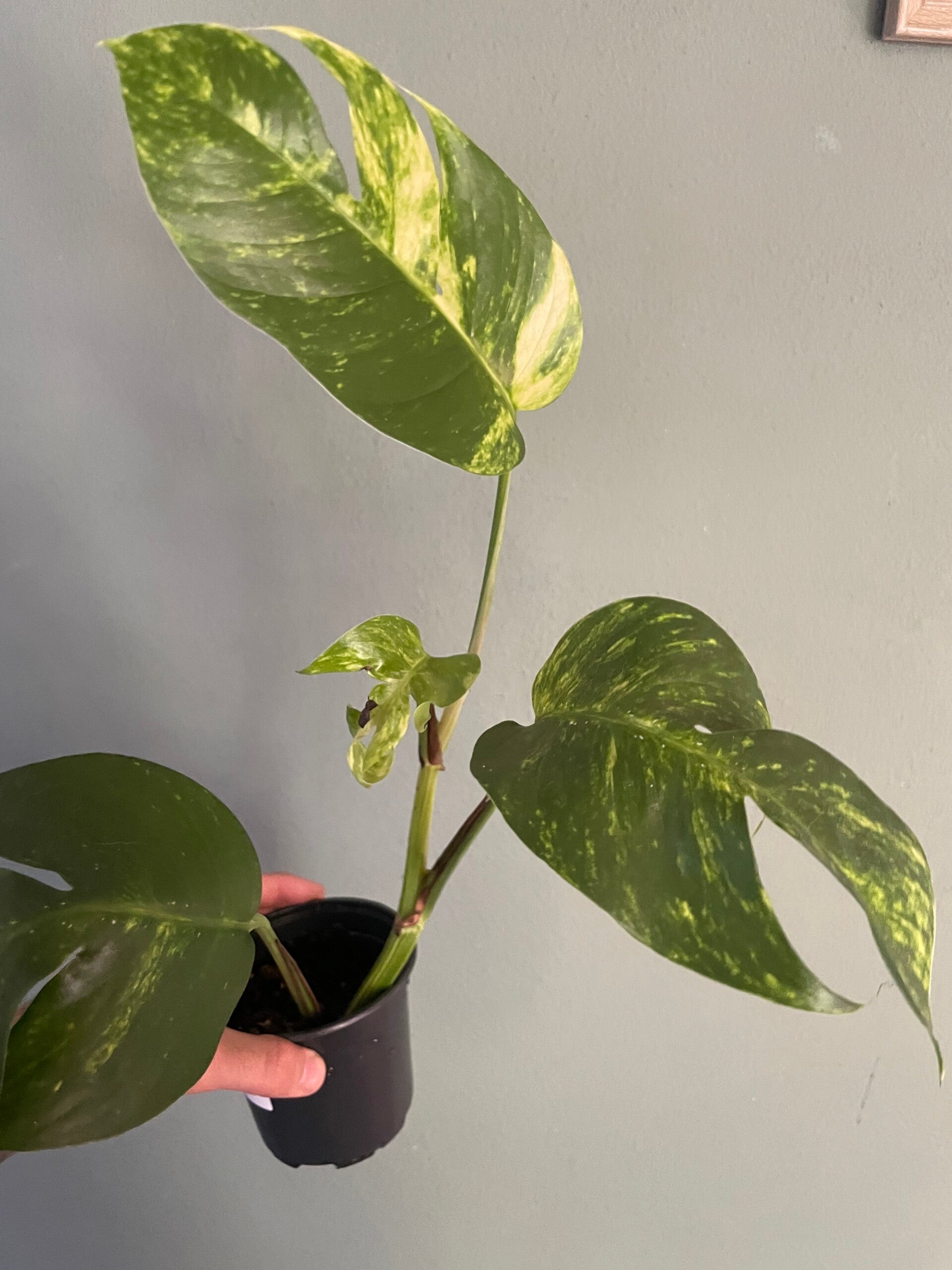 Epipremnum Gold Finger stekje 1