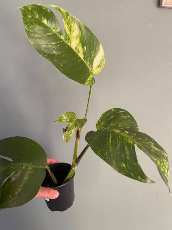 Epipremnum Gold Finger stekje 1