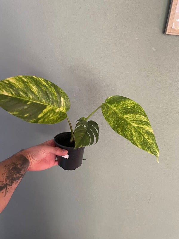 Epipremnum Gold Finger stekje 2