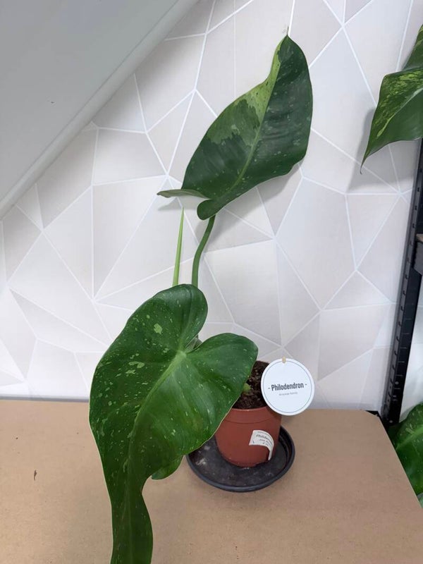 Philodendron Jose Bueno Variagata 1