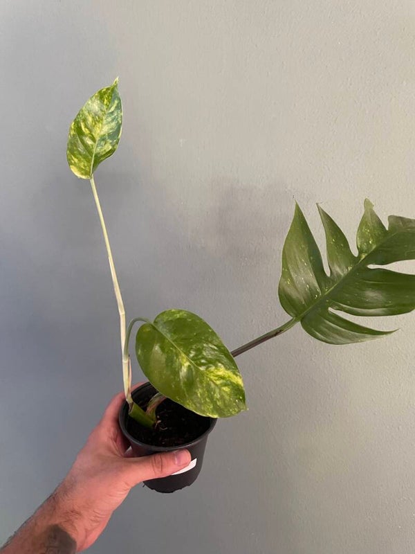 Epipremnum Gold Finger stekje 3