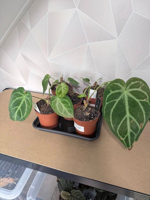 Anthurium Crystallinum