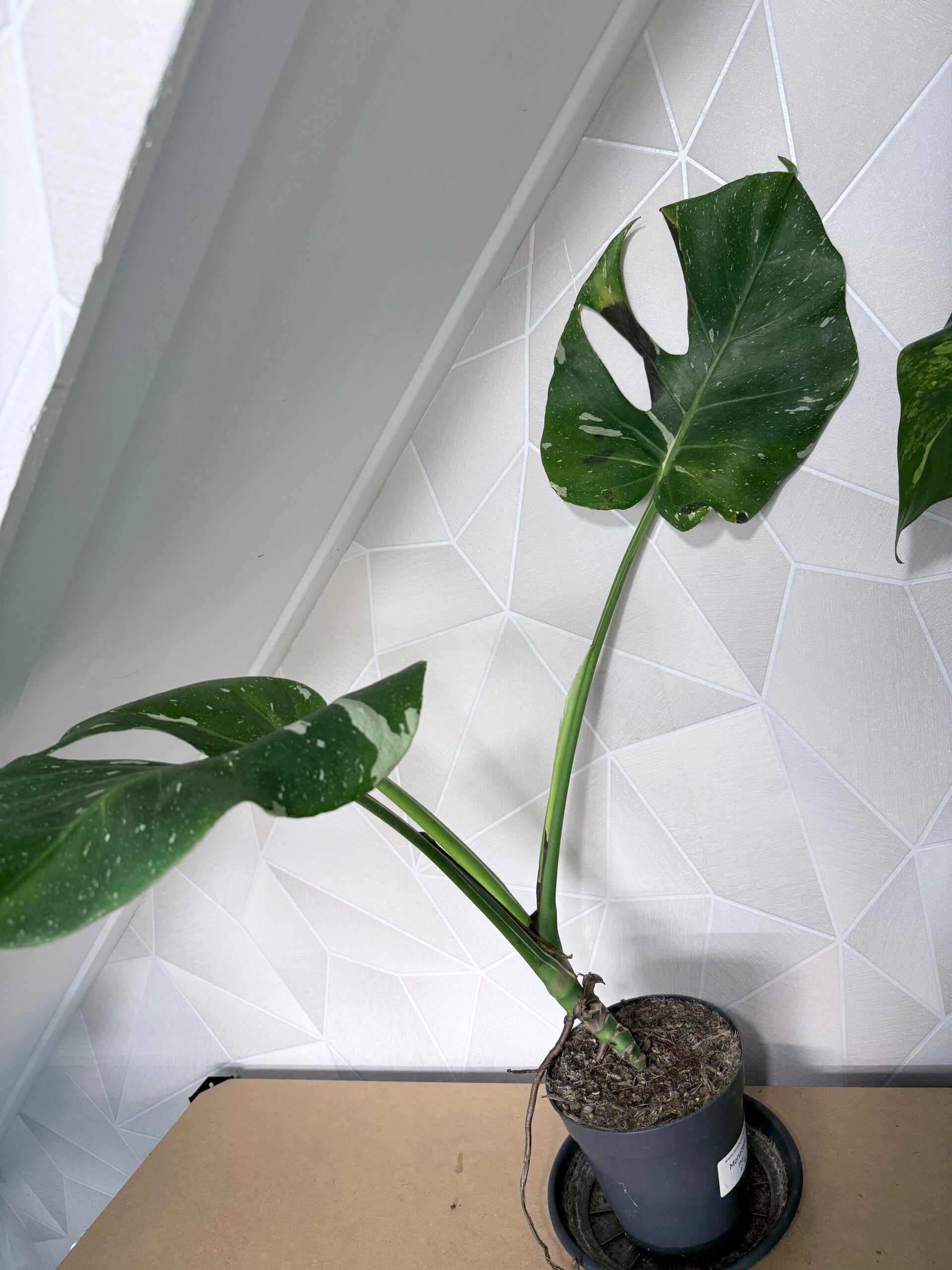 Monstera thai