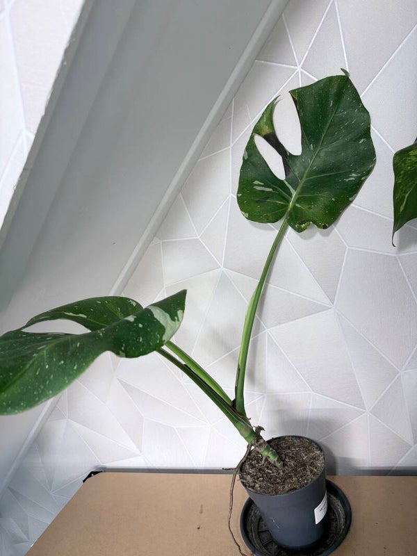 Monstera thai