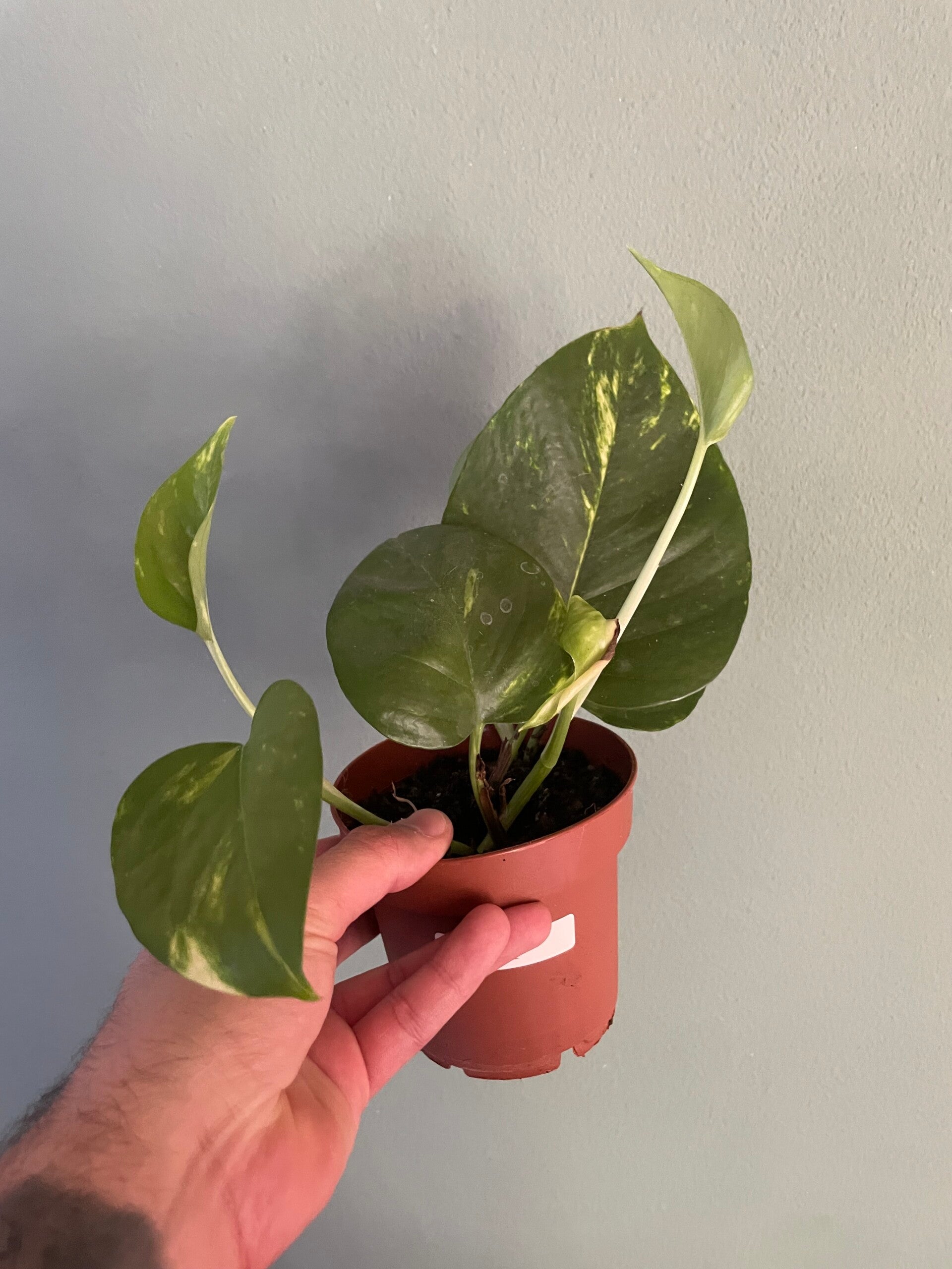 Epipremnum Aureum stekje 2