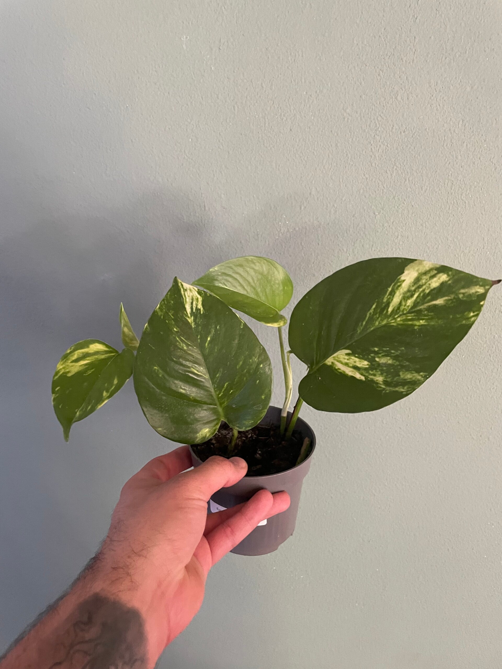Epipremnum Aureum stekje 1