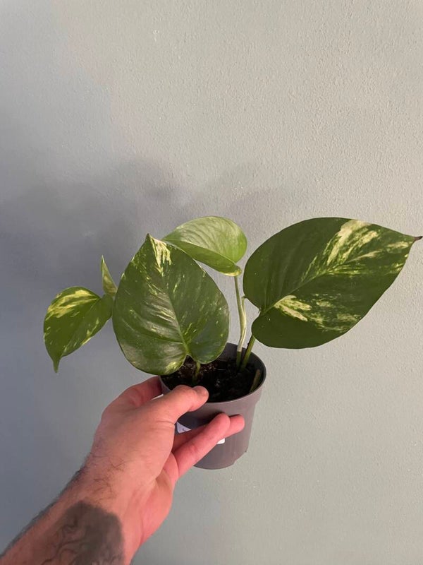 Epipremnum Aureum stekje 1