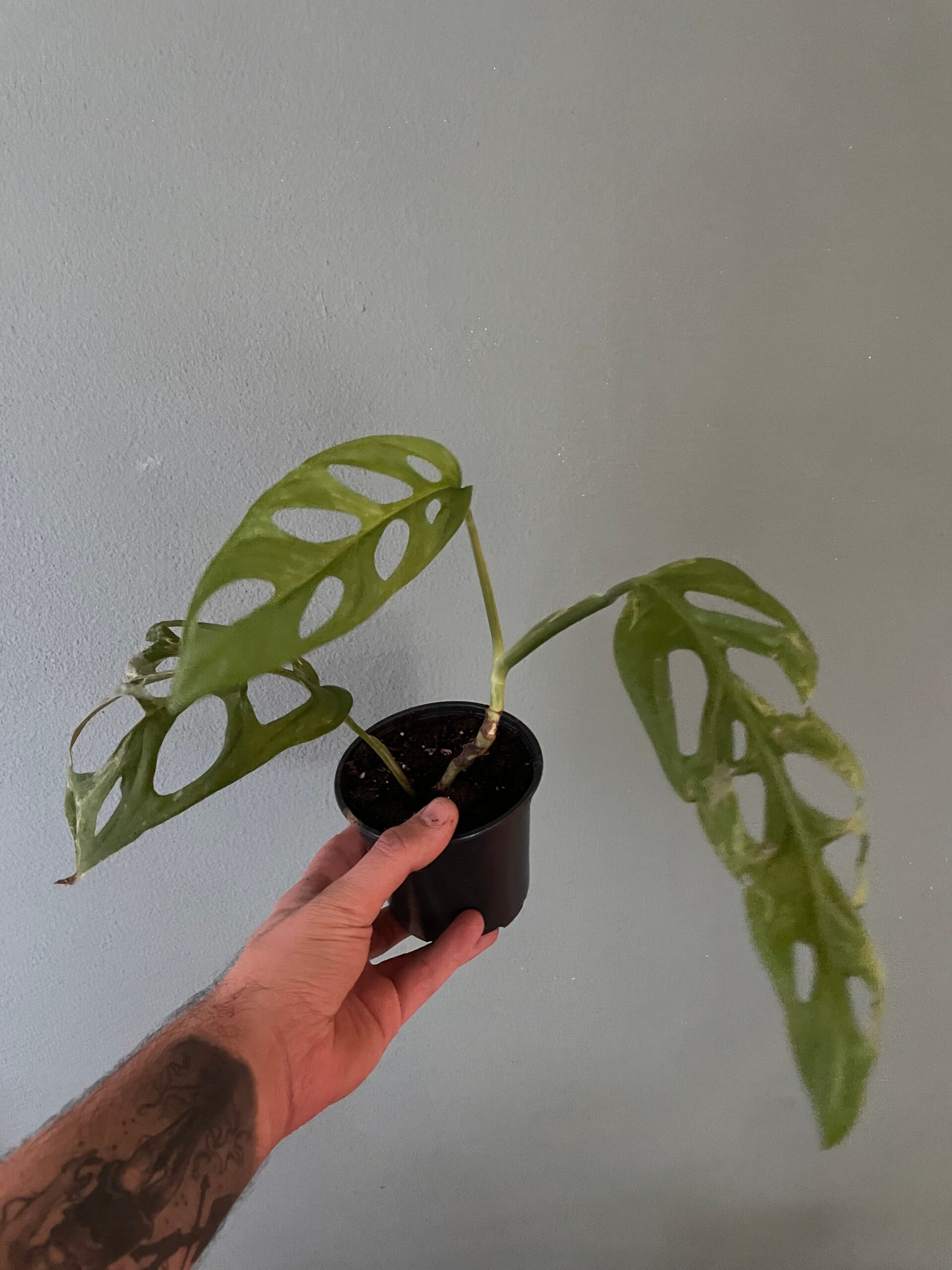 Monstera Indonesian Marble stekje