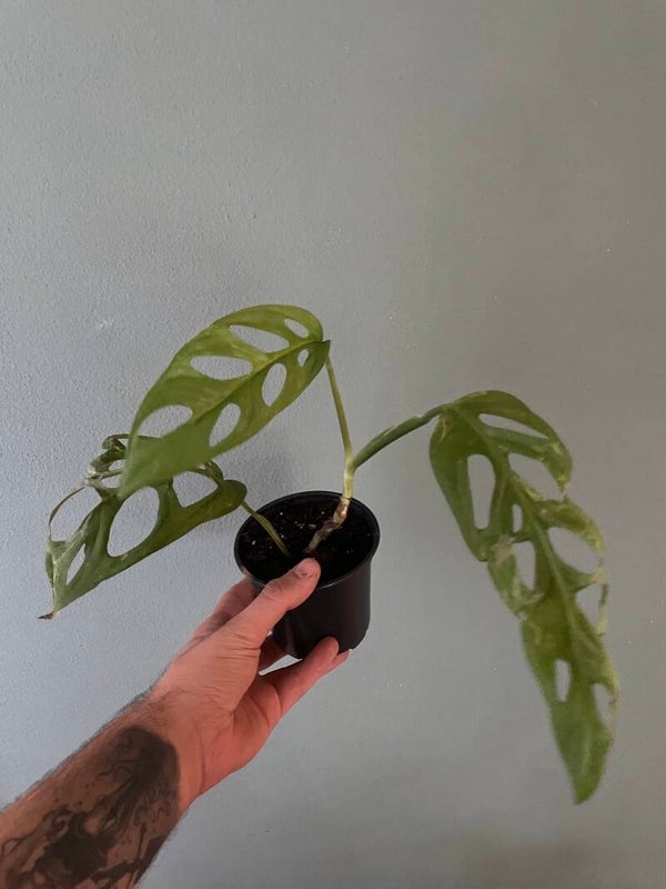Monstera Indonesian Marble stekje
