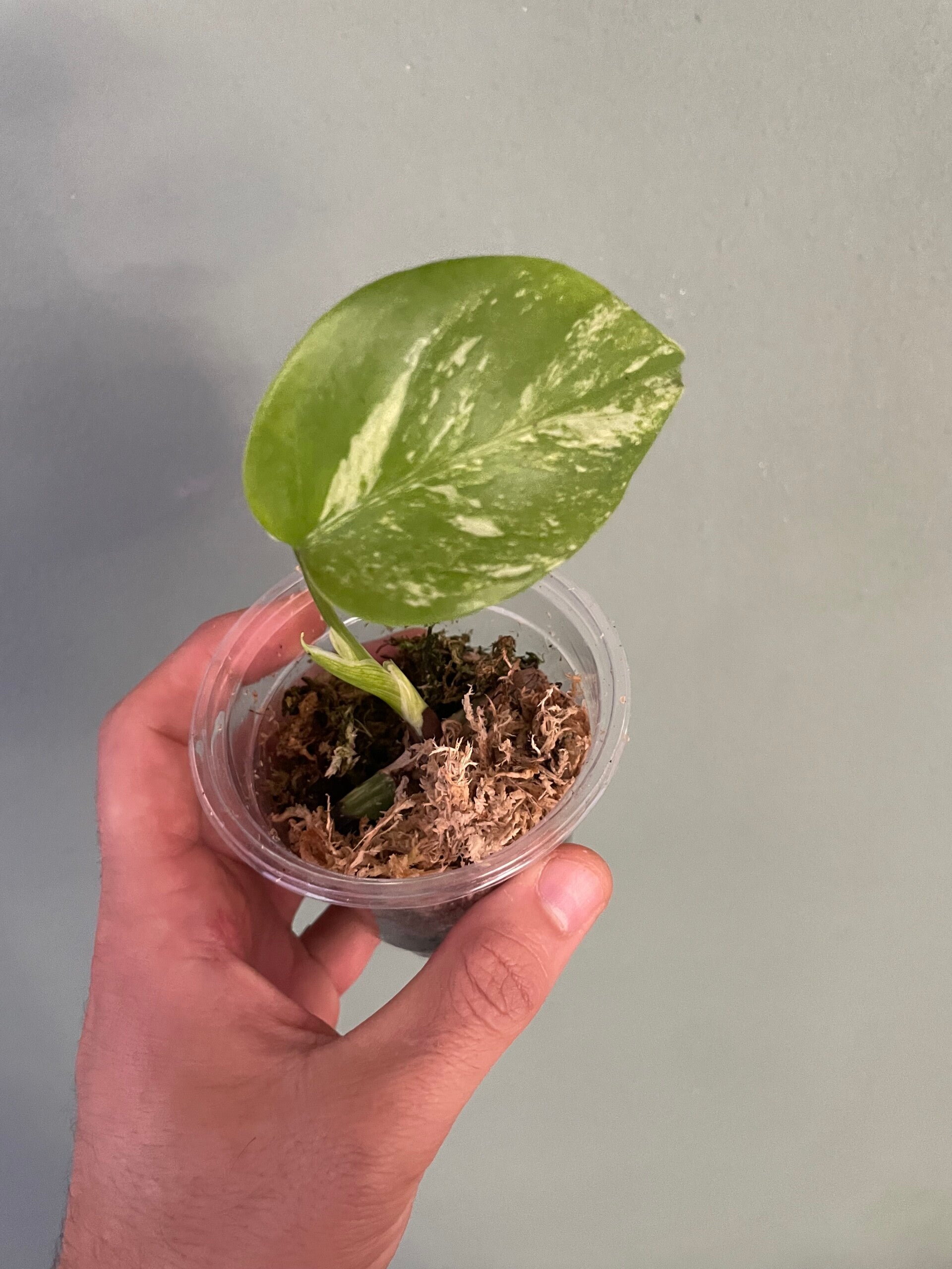 Monstera albo stekje 1