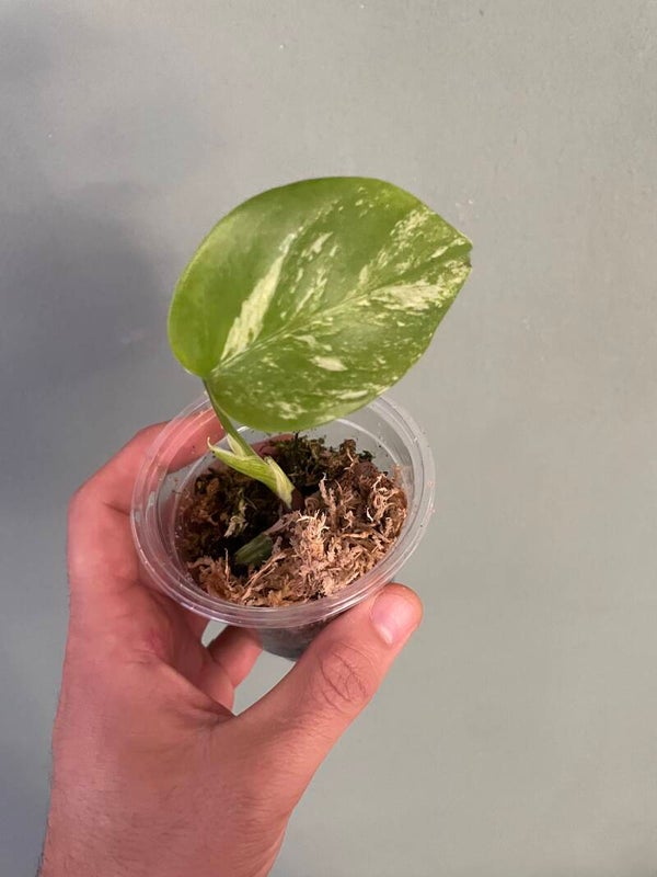 Monstera albo stekje 1