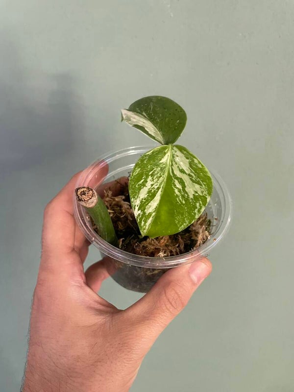 Monstera albo stekje 2