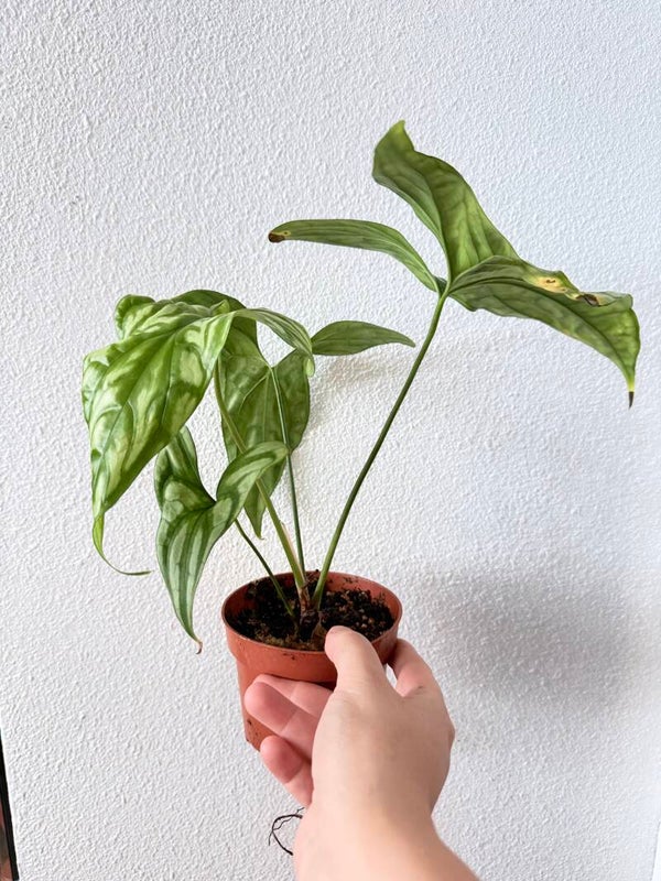 Cercestis Mirabilis 4