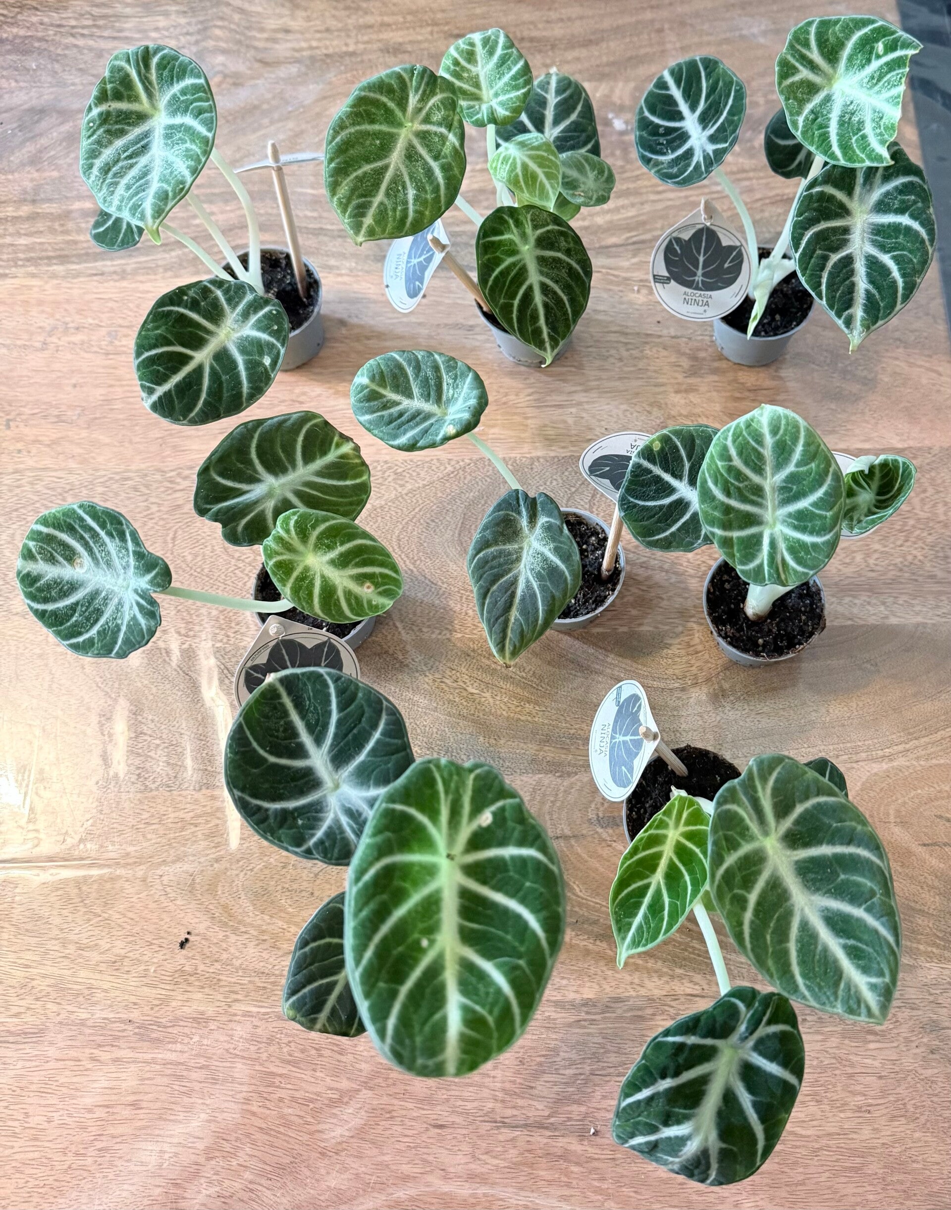 Alocasia Ninja Mini kneusjes