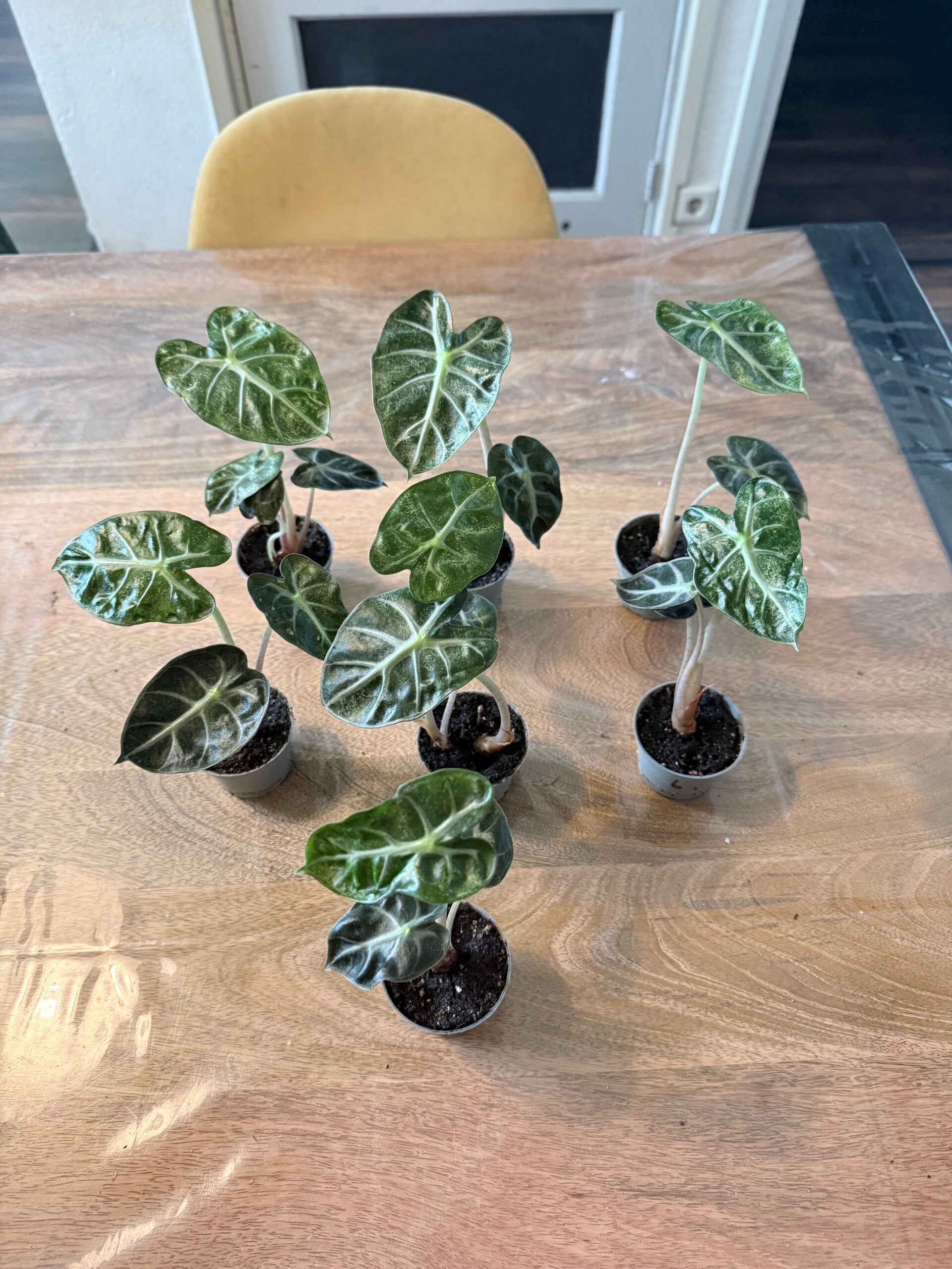 Alocasia Heart Ballon Mini kneusjes