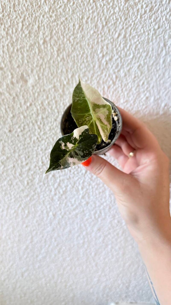 Alocasia Polly Pink (eigen kweek)