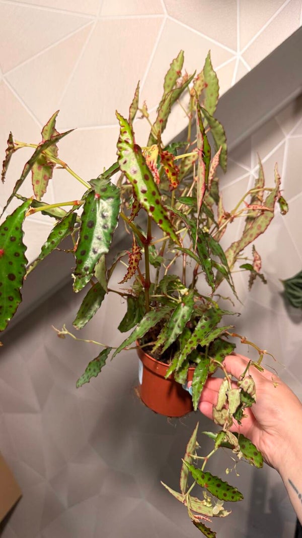 Begonia Amphioxis