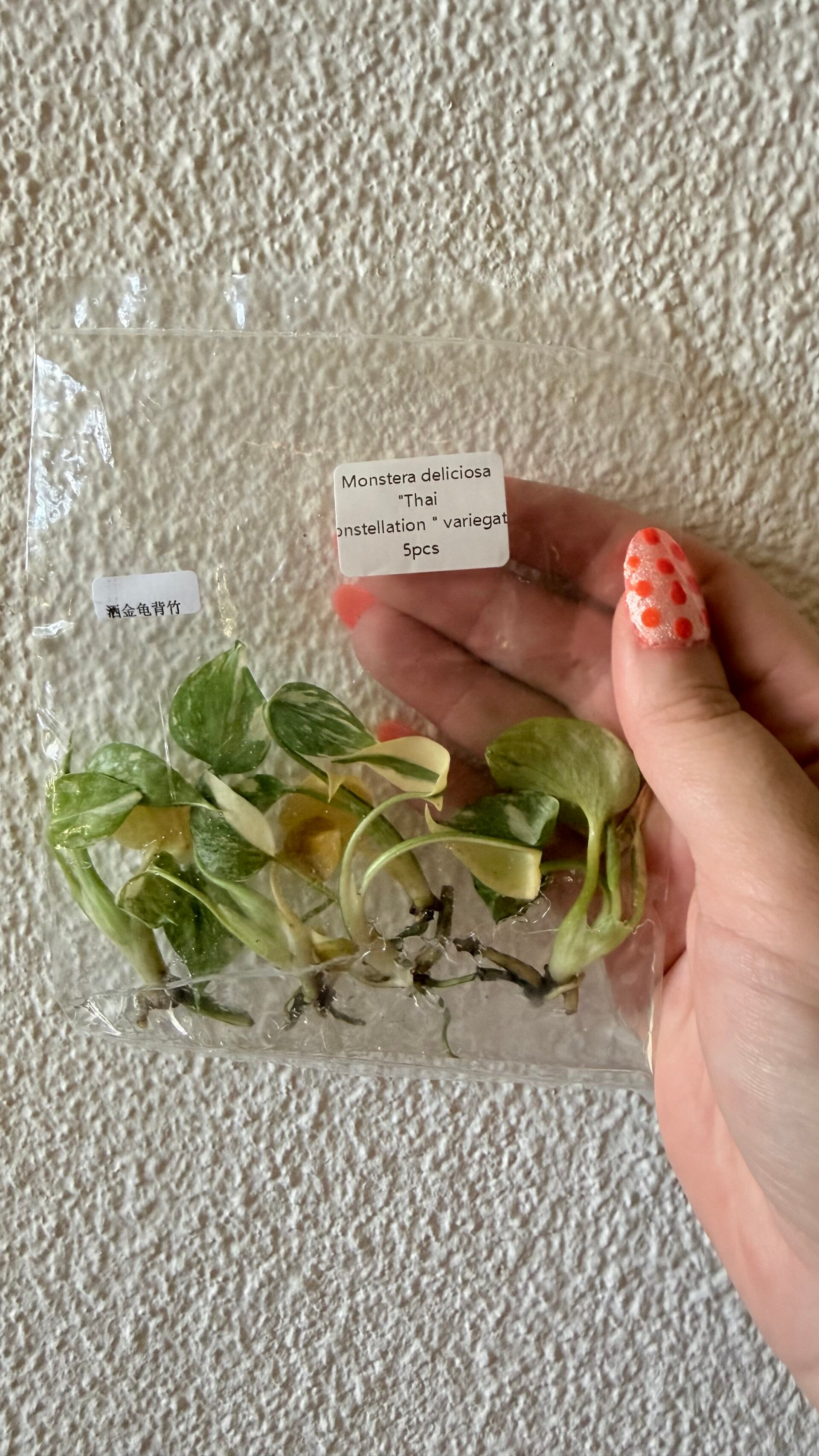 Monstera Thai Constellation TC