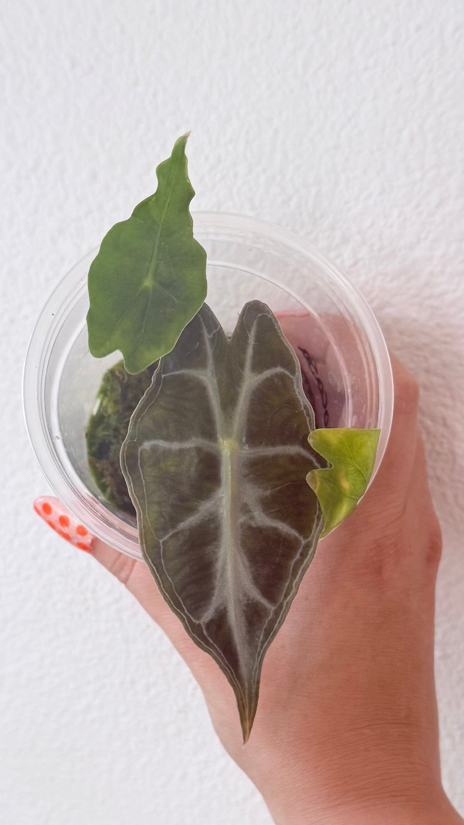 Alocasia Venom TC-plantje 1