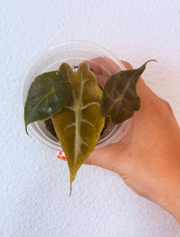 Alocasia Venom TC-plantje 2