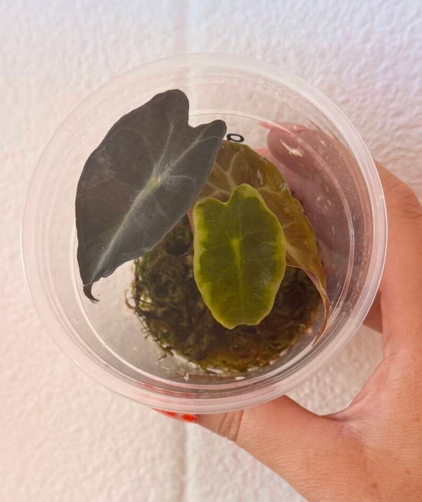 Alocasia Venom TC-plantje 3