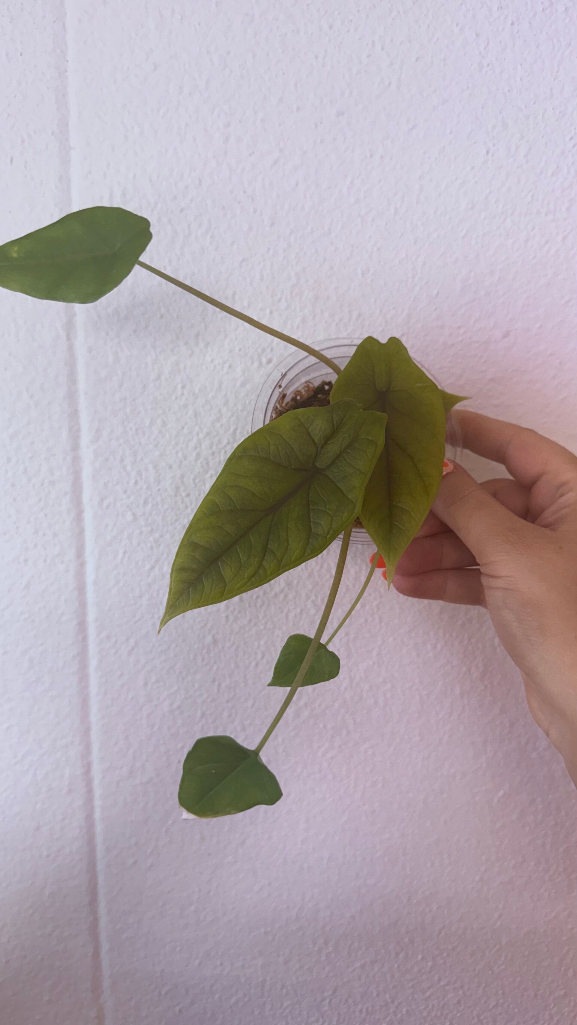 Alocasia scalprum eigen kweek stekje 4