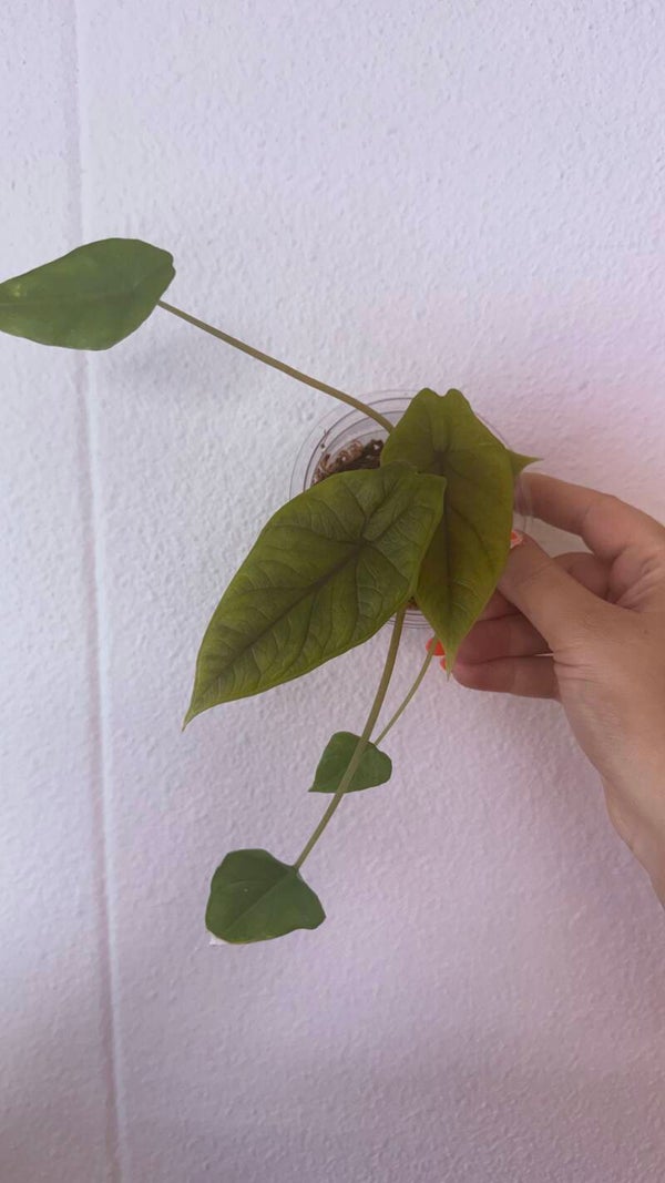 Alocasia scalprum eigen kweek stekje 4