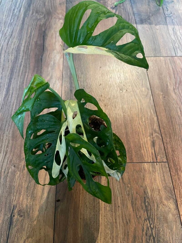 Monstera Adansonii Albo variagata 1