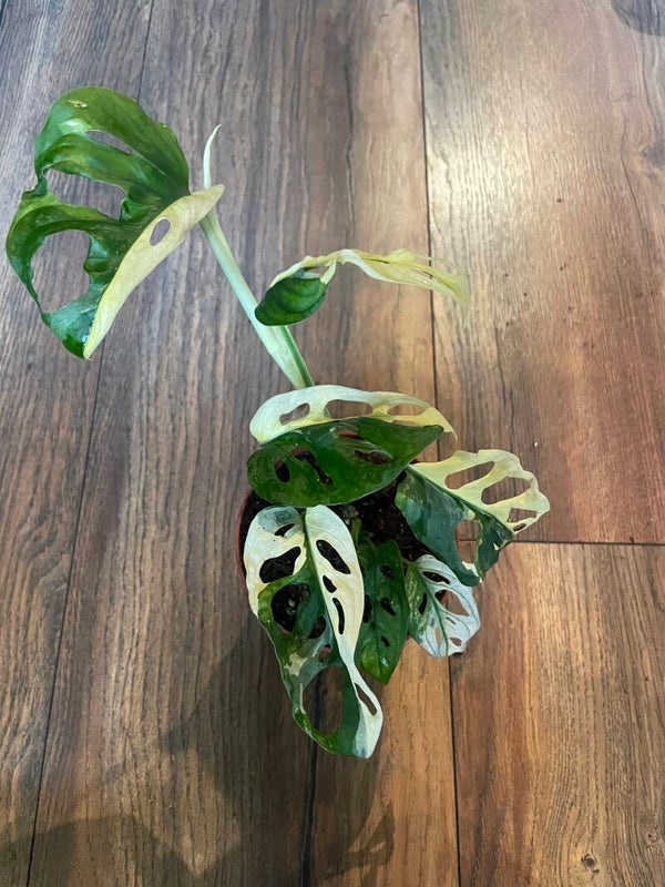 Monstera Adansonii Albo variagata 2
