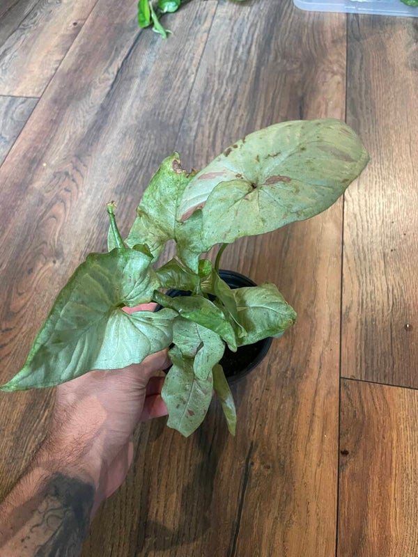 Syngonium milk confetti