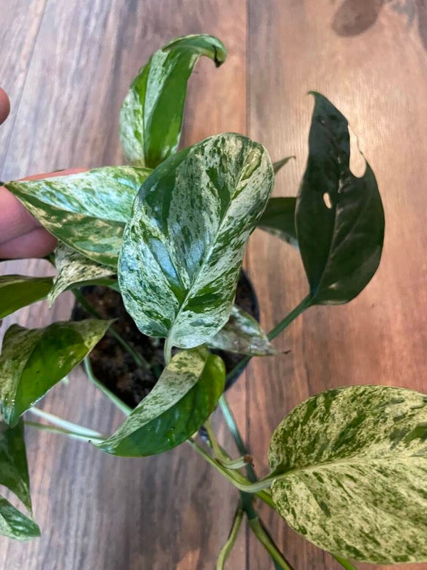 Epipremnum Pinnatum Marble Variagata 1