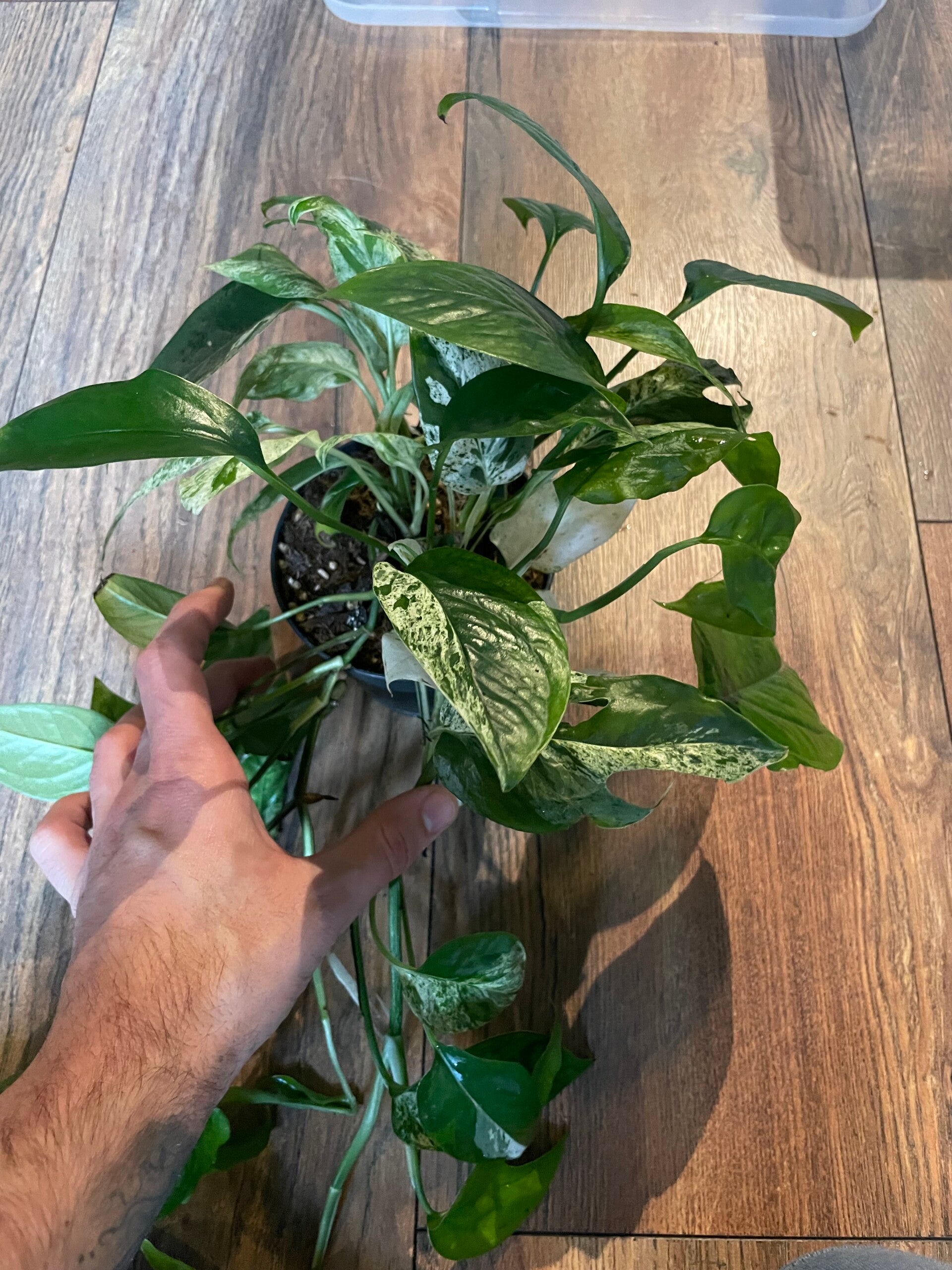 Epipremnum Pinnatum Marble Variagata 2