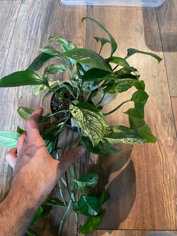 Epipremnum Pinnatum Marble Variagata 2
