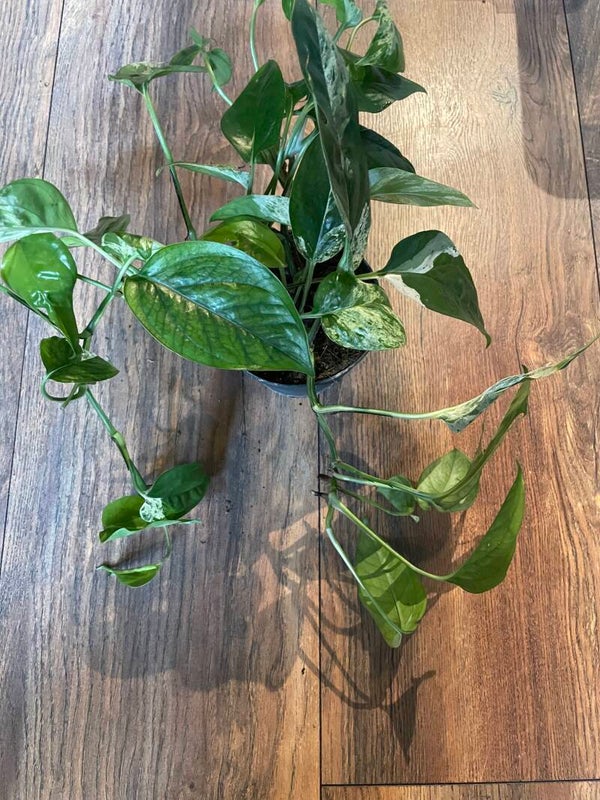 Epipremnum Pinnatum Marble Variagata 3