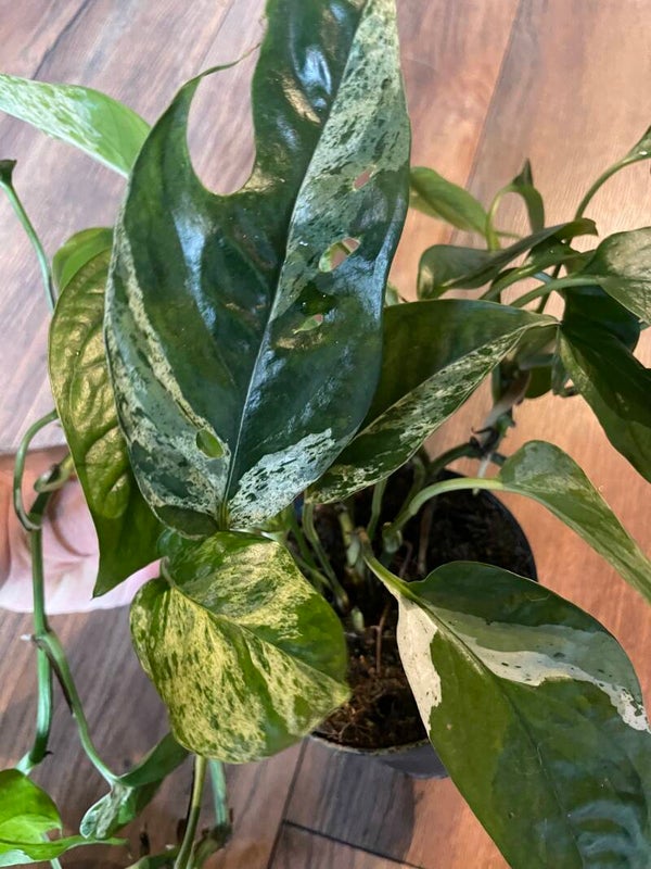 Epipremnum Pinnatum Marble Variagata 4