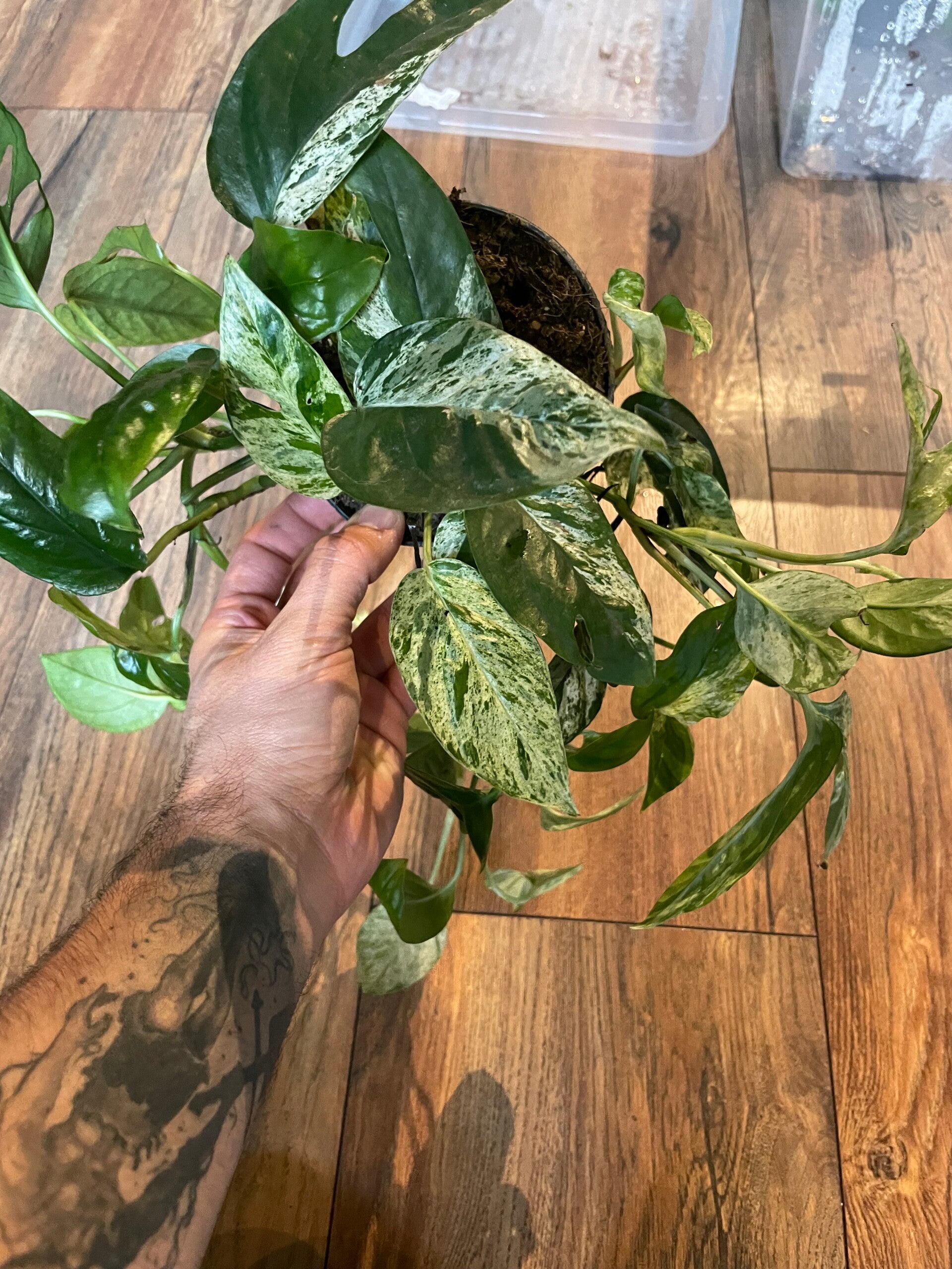 Epipremnum Pinnatum Marble Variagata 5