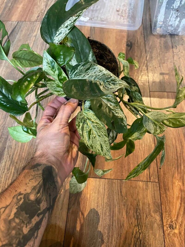 Epipremnum Pinnatum Marble Variagata 5